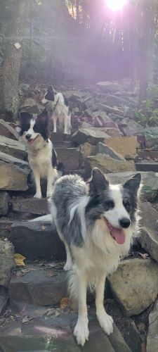 elizabeth dott border collies 500