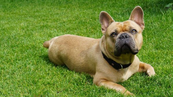 french-bulldog in the grass by Mylene2401 from Pixabay french-bulldog in the grass by Mylene2401 from Pixabay 600