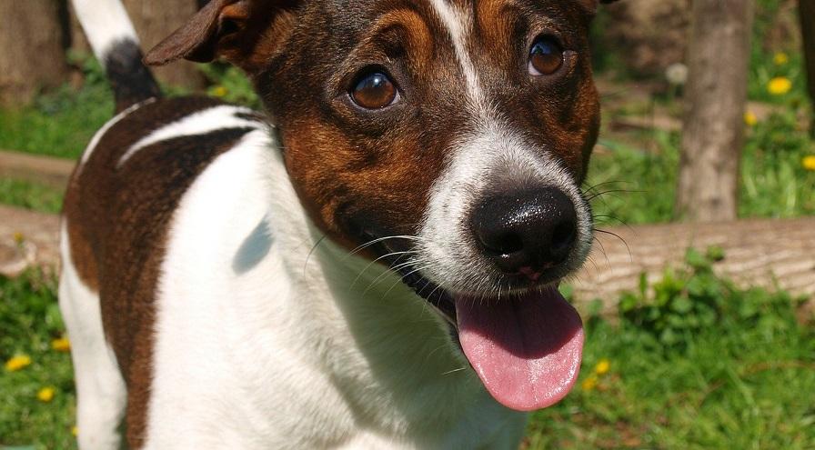 friendly dog stock Image by Karsten Paulick from Pixabay hps