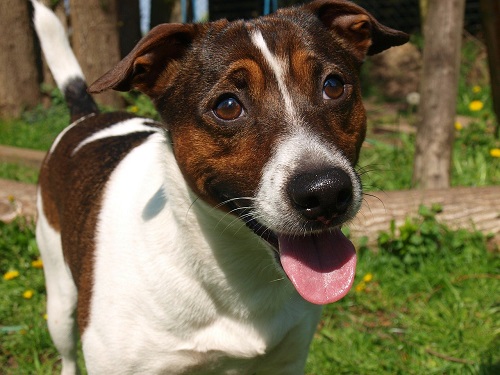 friendly dog stock Image by Karsten Paulick from Pixabay