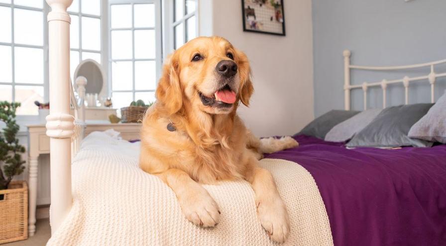 happy dog on bed ww29april2020-hps