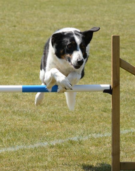 jumping dog Image by SnottyBoggins from Pixabay 450
