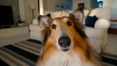 living room dog Image by Stafford GREEN from Pixabay 500