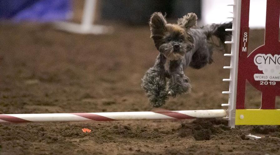 loganBarton jump GreatDanePhotos 2019 generic hps