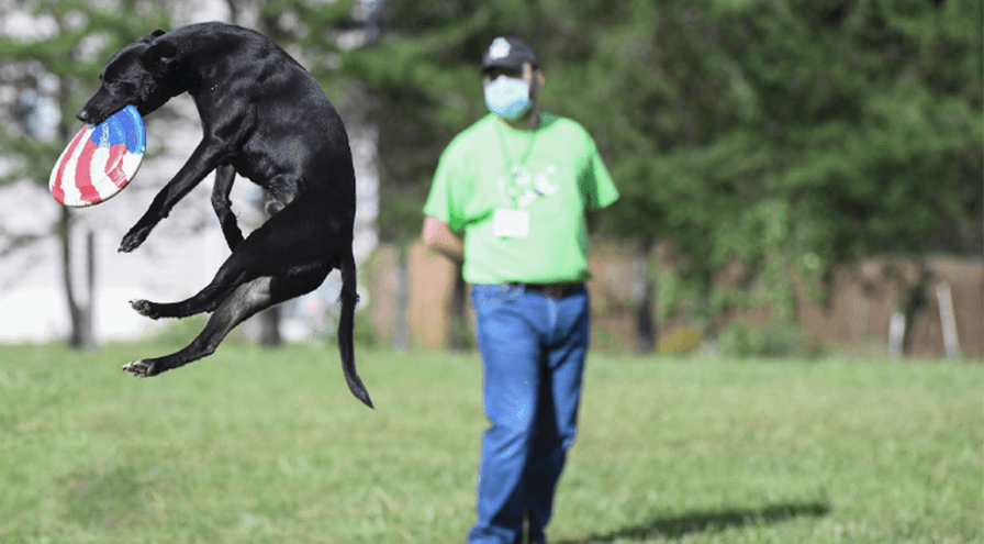Dog catches frisbee midair while owner observes in the background wearing a mask