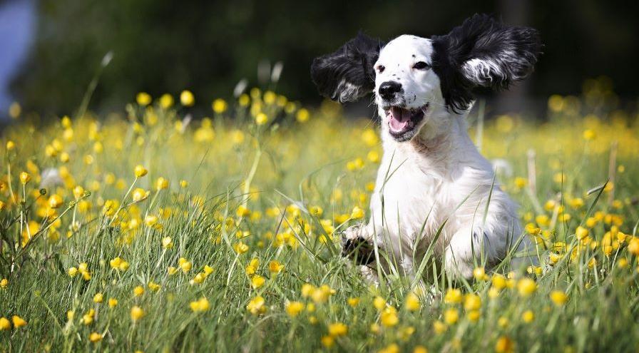 pup-Image by Dave Francis from Pixabay hps