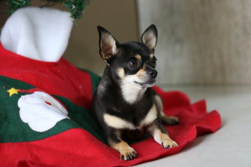 tiny dog on tree skirt Image by Fabiano Silva from Pixabay 500