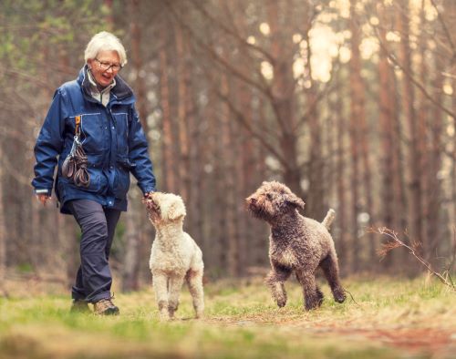 woman walking dogs